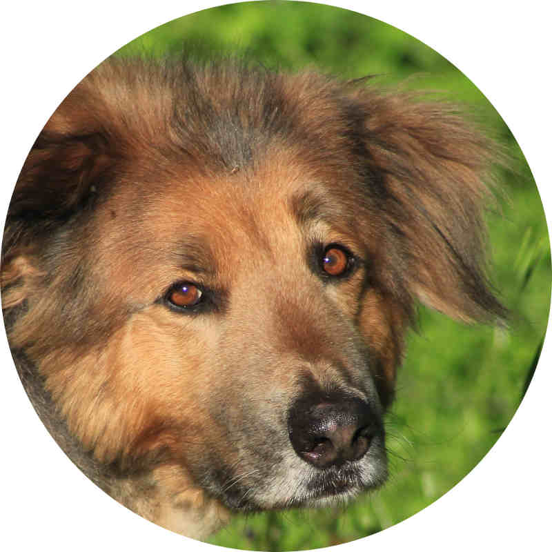 laci portrait profil kreis