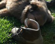 Urlaub mit Hund in Umbrien