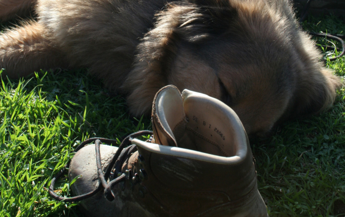 Urlaub mit Hund in Umbrien