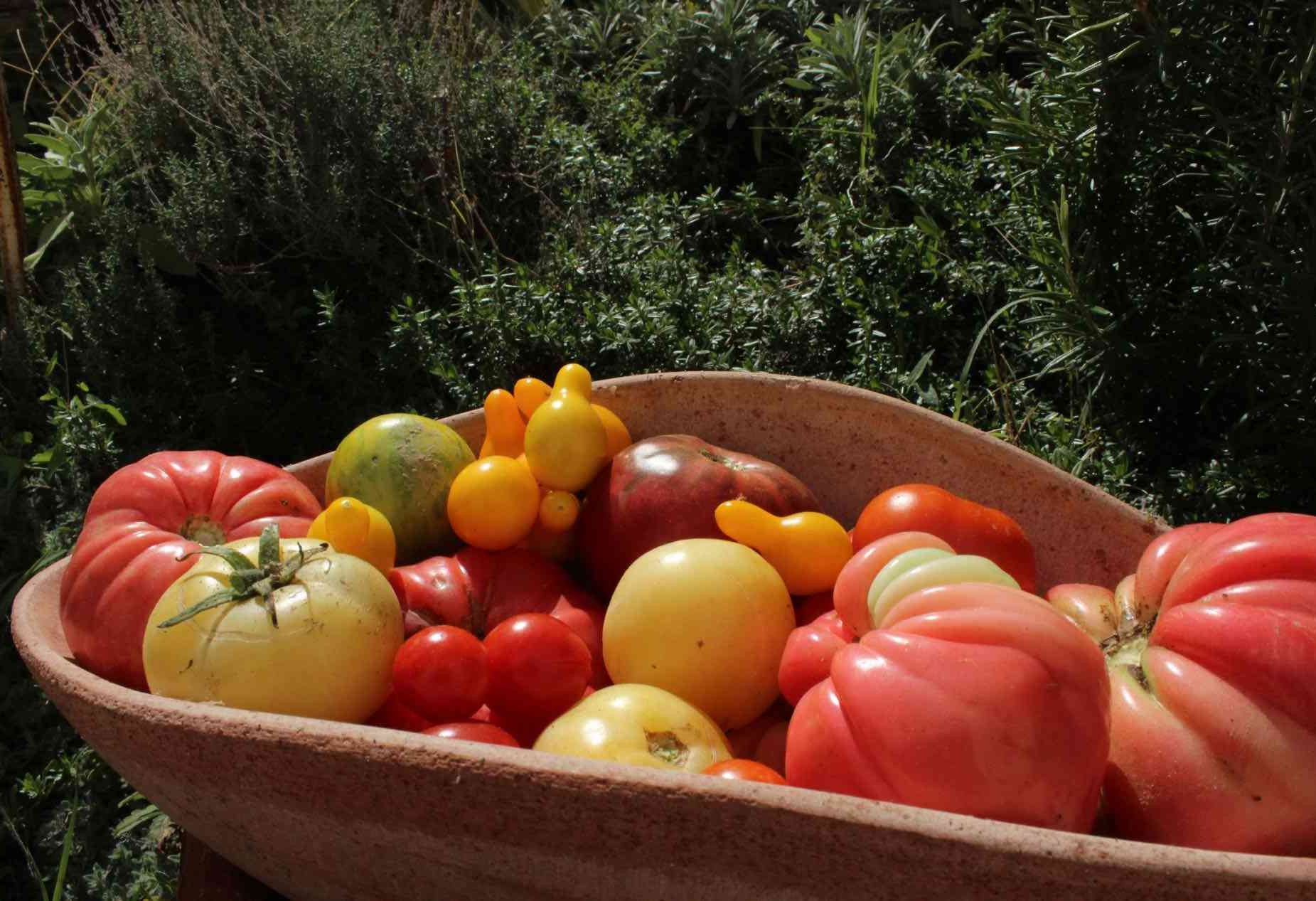 Heirloom tomatoes