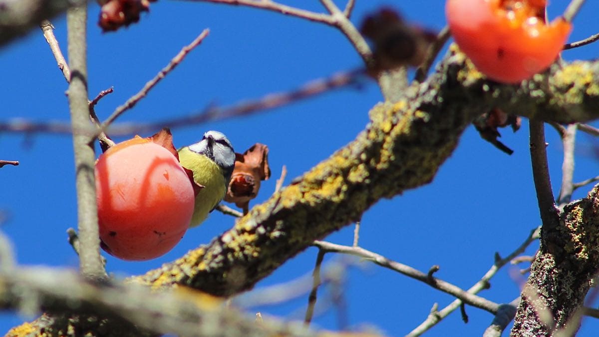 Der Kakhibaum als Vogelfutter