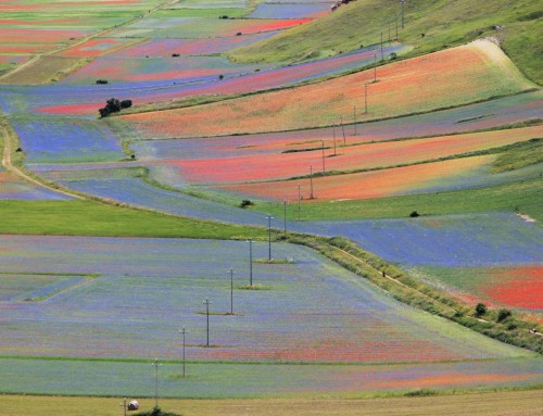 Tagestouren in Umbrien – Castelluccio