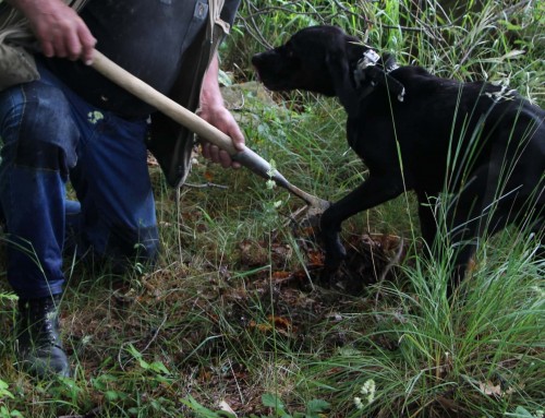 Trüffelsuche in Umbrien