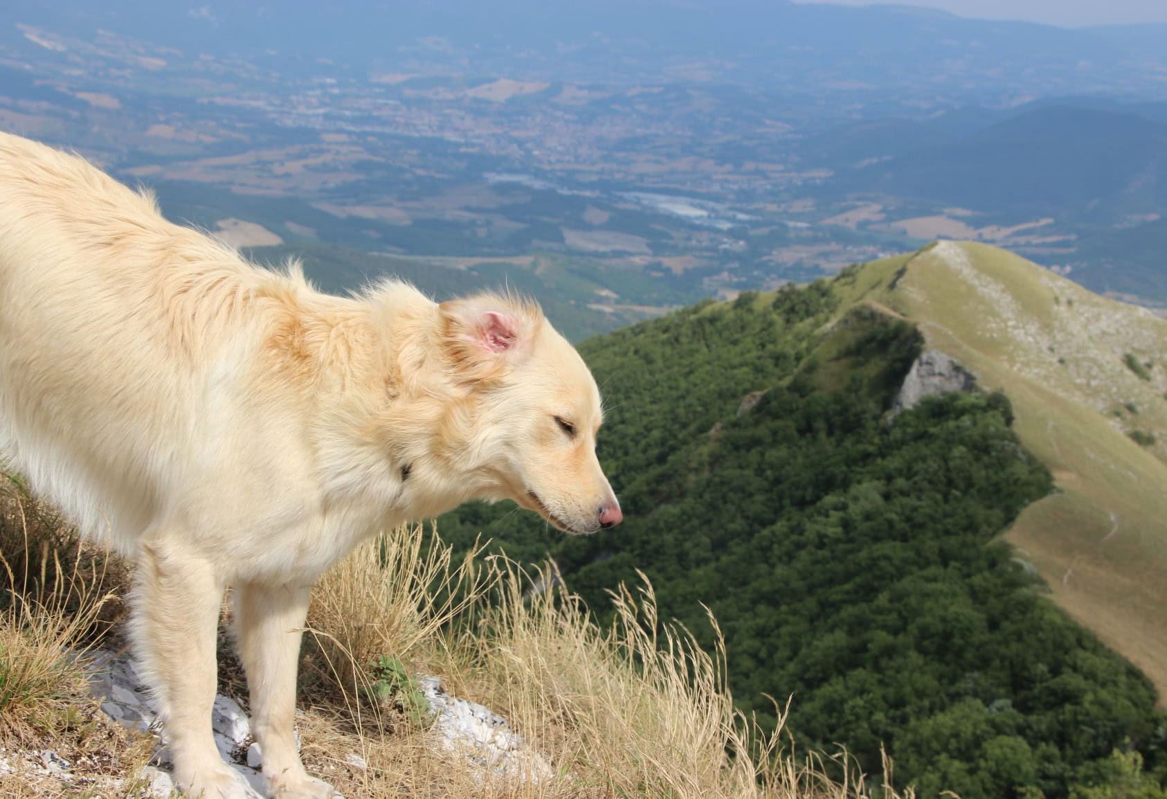 Wandern mit dem Hund