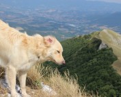 Wandern mit dem Hund